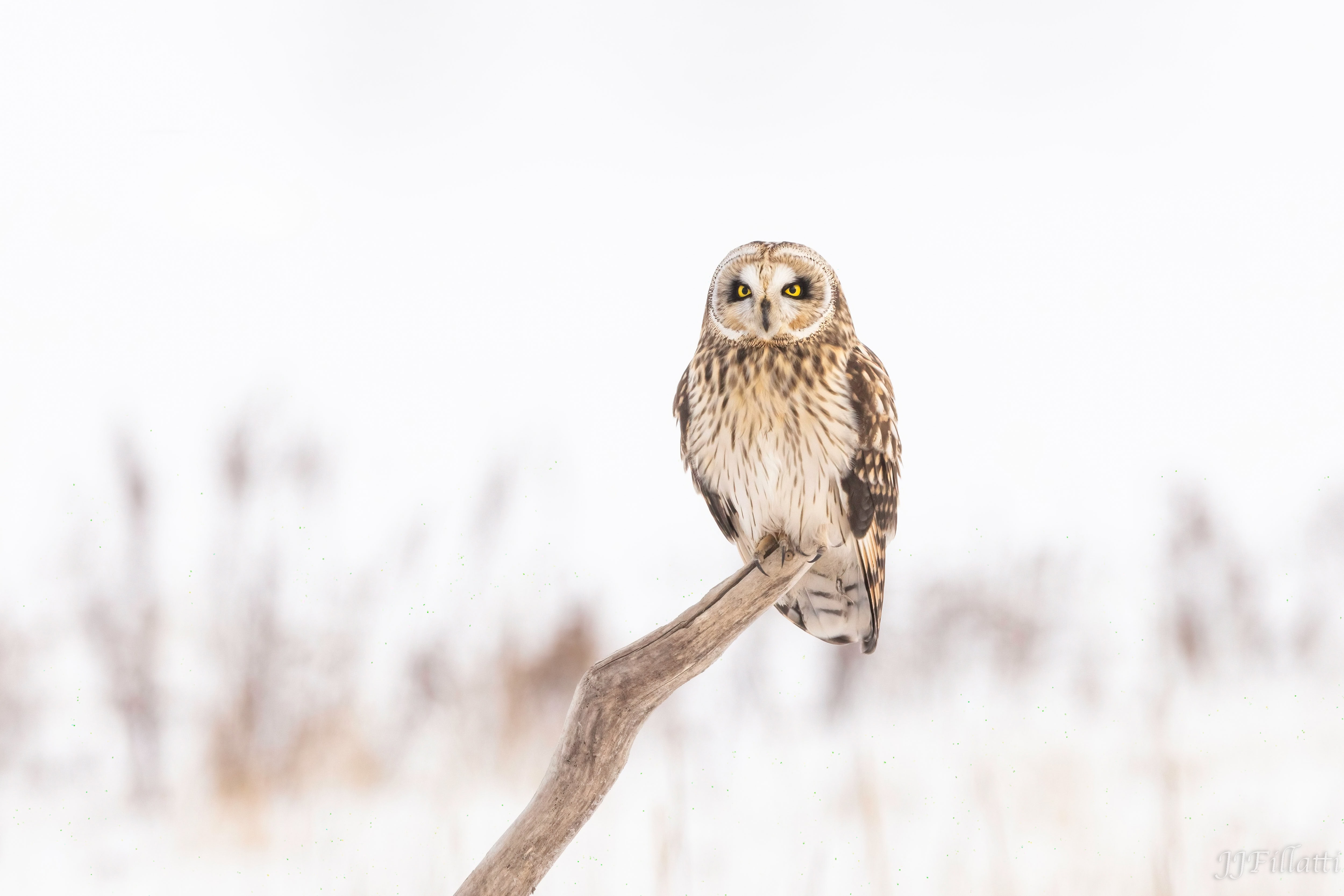 bird of homer alaska image 35